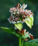 ������� �������� (Fagopyrum esculentum Moench.)