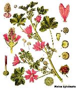 ������ ������ (����������) (Malva sylvestris L.)