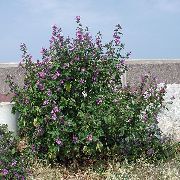 ������ ������ (����������) (Malva sylvestris L.)