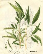��� (�����, �����, ������, �������) (Salix L.)