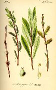 ��� (�����, �����, ������, �������) (Salix L.)