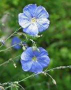 ��� ����������  (Linum usitatissimum L.)