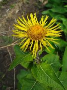 ������� ������� (Inula helenium L.)