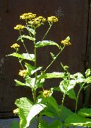 ������� ������� (Inula helenium L.)