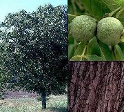 ���� ������� (Juglans regia L.)