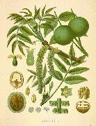 ���� ������� (Juglans regia L.)