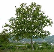 ���� ������� (Juglans regia L.)