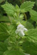 ������� �������������  (Melissa officinalis L.)