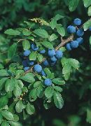 ���� (���������) (Prunus spinosa)