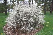 ���� (���������) (Prunus spinosa)