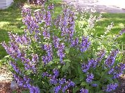 ������ ������������� (Salvia officinalis)