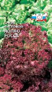 Лолло Росса