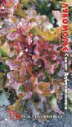 Лукоморье