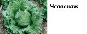 Челленж (Сингента)