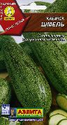 Шмель