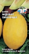 Медовая гигантская