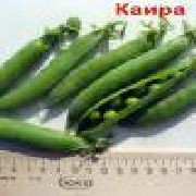 Каира