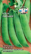 Пионер
