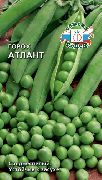 Атлант