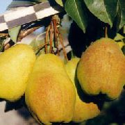 Маслянистая Прибалтийская