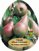 Нарядная Ефимова