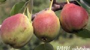 ������������ ���� �����