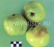 Банкетная