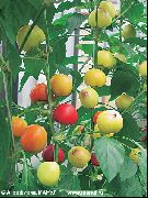 Карат (комнатный)