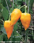 Курьез (комнатный)
