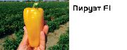 ������ F1
