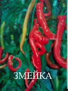 Змейка