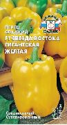 Звезда Востока гигантская желтая F1