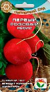 Первый розовый