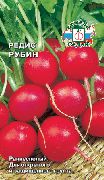 Рубин