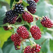 ����������� (Boysenberry) ��������� ���� ������