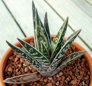 �������� �������� ���� ��������� ����, �����������, ������� � ����, ������ Aloe  ��������� ������, �������