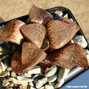 �������� �������� �������� ��������� ����, �����������, ������� � ����, ������ Haworthia   ��������� ������, 