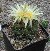 Корифанта Coryphantha