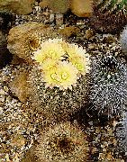 �������� �������� �����������  ������ ��������� ����, �����������, ������� � ����, ������ Neoporteria ������ ��������� ������, ������