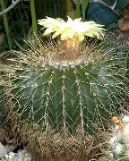 ����������  Eriocactus