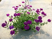  �������� ����� �������  ����, �����������, ������� � ����, ������ Verbena Hybrida ������