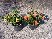 ������ Ixora