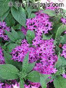  �������� ����� ������ ����, �����������, ������� � ����, ������ Pentas lanceolata ������