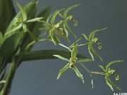 �������� Coelogyne