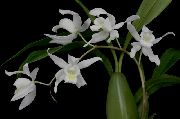 �������� ����� �������� ����, �����������, ������� � ����, ������ Coelogyne ������