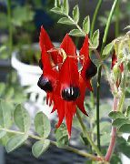 �������� Clianthus