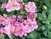  �������� ����� ������������ ����, �����������, ������� � ����, ������ Alstroemeria  ������