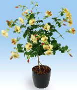  �������� ����� ��������� ����, �����������, ������� � ����, ������ Allamanda ������