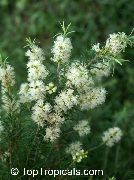��������� Melaleuca alternifolia 
