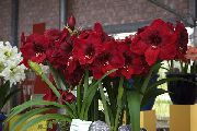 Гиппеаструм Hippeastrum